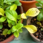 ontdek de kleine tuinierfout die jouw planten doen stoppen met groeien en hoe je dit eenvoudig kunt voorkomen voor een bloeiende tuin.